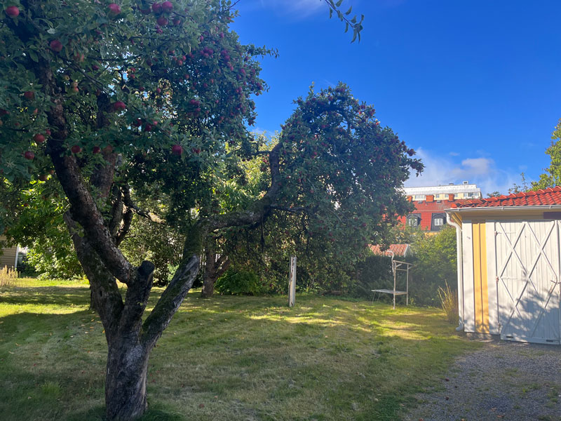 GulaHuset_frukttrad